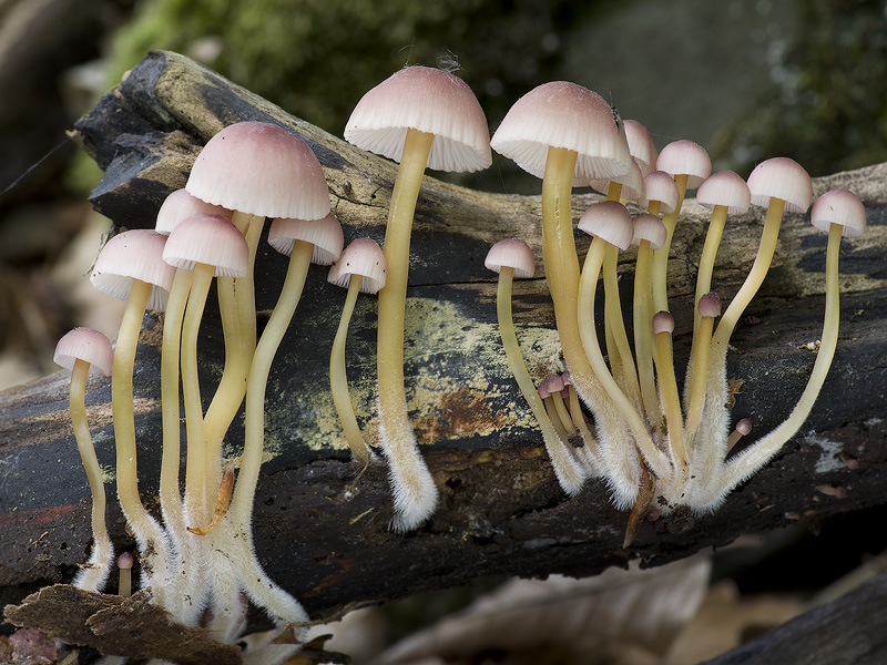 Mycena renati